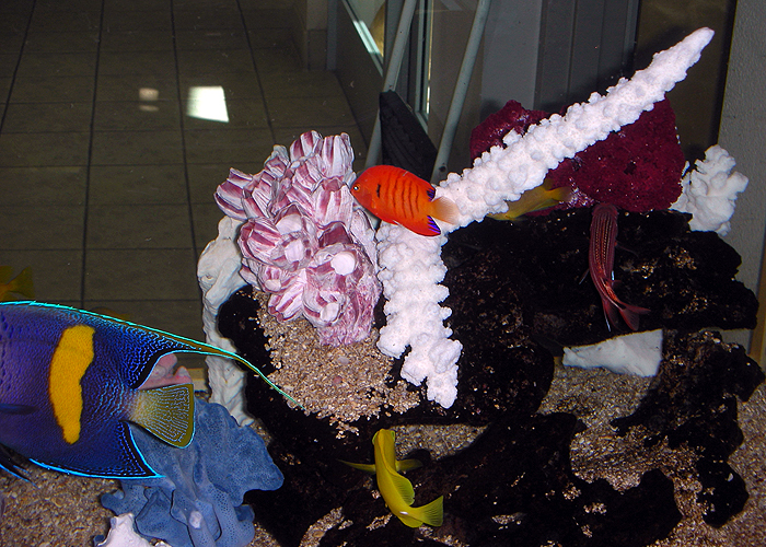 Aquarium Design Phoenix AZ Phoenix, Tempe, Mesa, Chandler, Gilbert