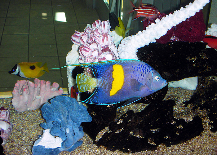 Aquarium Design Phoenix AZ Phoenix, Tempe, Mesa, Chandler, Gilbert
