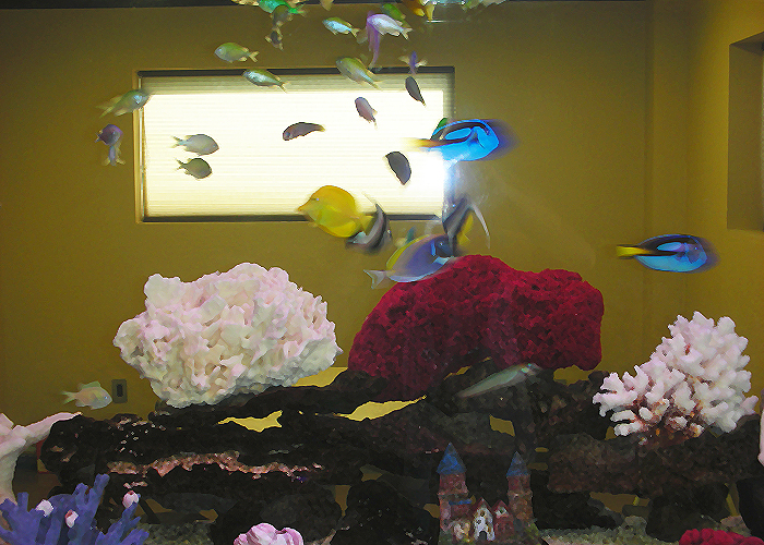 tropical fishes for aquarium. Salt Water Tropical Fish